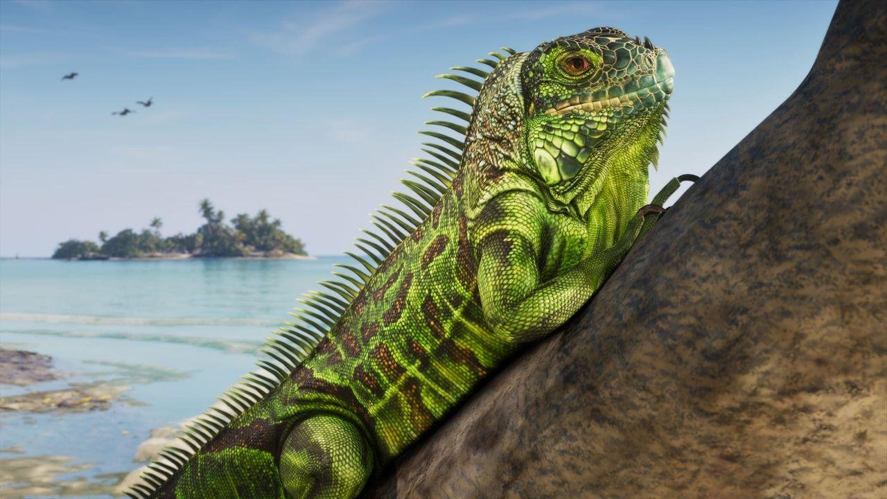 Leonida Keys iguana